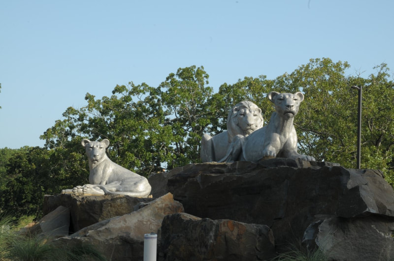 "Lion Pride" by Darrell Davis and the National Sculptors' Guild  is installed at the roundabout as you enter the Little Rock Zoo. NSG Director John Kinkade made multiple trips to Little Rock to pick out the natural stone that is strategically placed to create the levels needed to match the artist's initial composition. The cast aluminum really sets off against the warm colors in the stone. And the strong glance of the lions is intense. We love how it turned out and hope you can make a trip to see in person. #PublicArt NSG-505