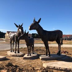 Our beautiful Burro Trio has landed in their new home in Southlake, Texas. This is a fun placement by Jane DeDecker and the National Sculptors' Guild. Sometimes it's nice to have something light-hearted like this to work on. The Donkey's were commissioned by the city to pay tribute to the history of the site. Our installation for this has been on hold due to the pandemic, so we are so happy to see it actualized today.  We hope the visitors to Southlake Commons love being greeted by this charismatic family.  #PublicArt NSG Placement 525  The bronze is available as a limited edition as a set or individually, add them to your art collection, shop online here. 1/15/19: We are thrilled to have a new project with the City of Southlake. This time it's a fun homage to the burros that called the area being developed home: 