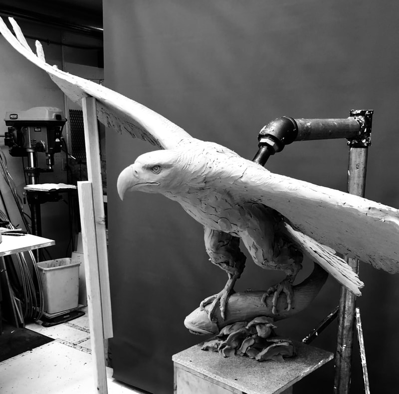 Final touches are being added to National Sculptors' Guild Fellow Daniel Glanz's "Fly Fishin' II" commissioned for a private home outside Jackson Hole, Wyoming.

The American Bald Eagle is captured lifting a freshly caught Cutthroat Trout. The bronze will be placed on a natural stone in the family's pond. The striking wildlife sculpture was cast at Eagle Bronze in Lander, Wyoming. (fitting for the subject) The Guild plans to install within the next month.

With a wingspan of 97", this beautiful bronze will create a spectacular view.

"Fly Fishin' II" is available as a limited edition, great for home or public art collections. Order from our online store, please allow approximately 4 months for casting time.

Below are images of the clay process.